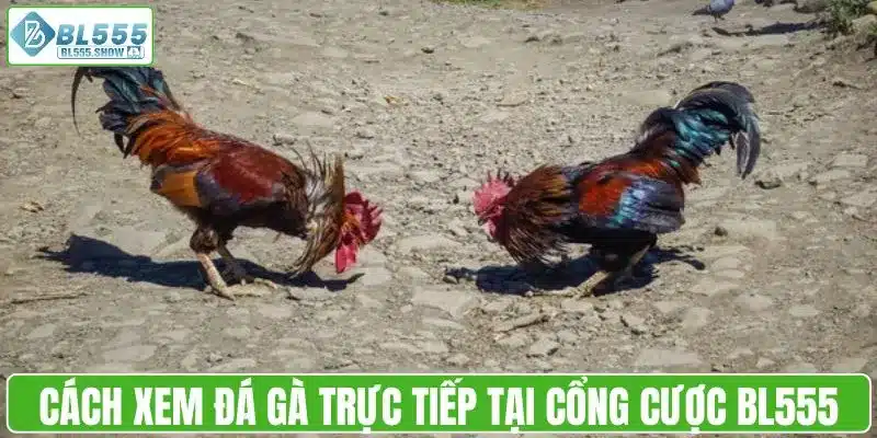 Cách xem đá gà trực tiếp tại cổng cược BL555