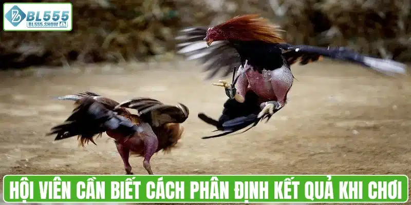 Cách phân định kết quả khi chơi đá gà cựa dao