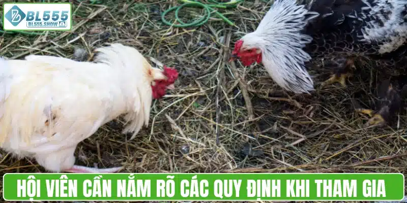 Các quy định khi tham gia chọi gà Thomo