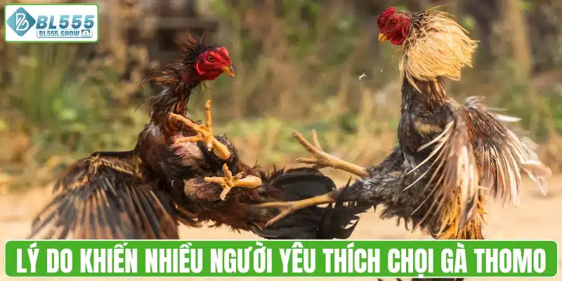 Lý do khiến nhiều người chơi yêu thích chọi gà Thomo